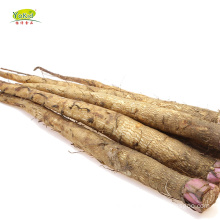 Chinese Fresh Burdock Root For Sale